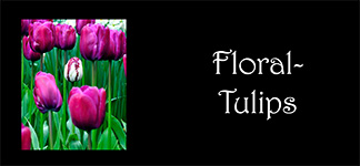 Floral-Tulips
